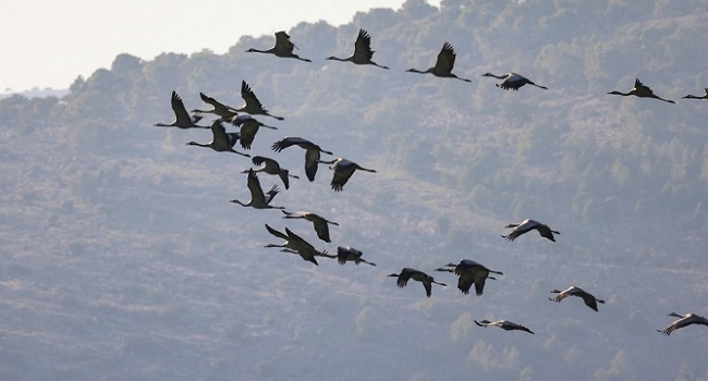 large-israel-bird-flu-outbreak-kills-2,000-wild-cranes