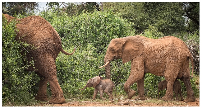 elephant-tramples-tourist-to-death-in-uganda