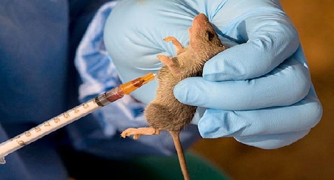 lassa-fever:-nigeria-records-11-deaths,-96-cases-in-two-weeks