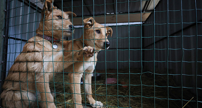 abandoned-animals-join-ukraine’s-war-exodus