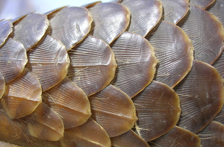Customs seizes pangolin scales worth N432m in Bauchi - Vimarsana News
