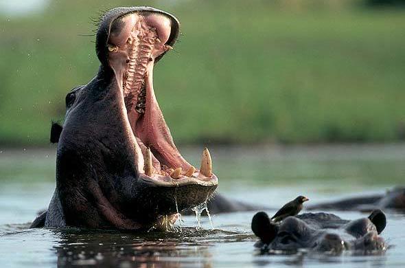 Hippopotamus