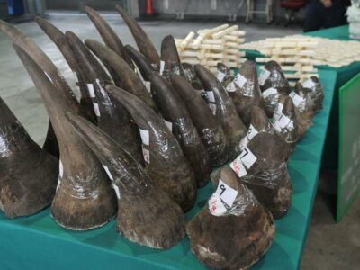 South Africa-Rhino horns