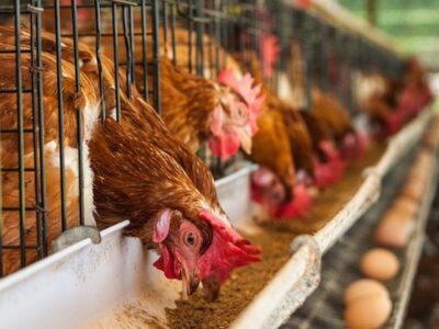 Poultry